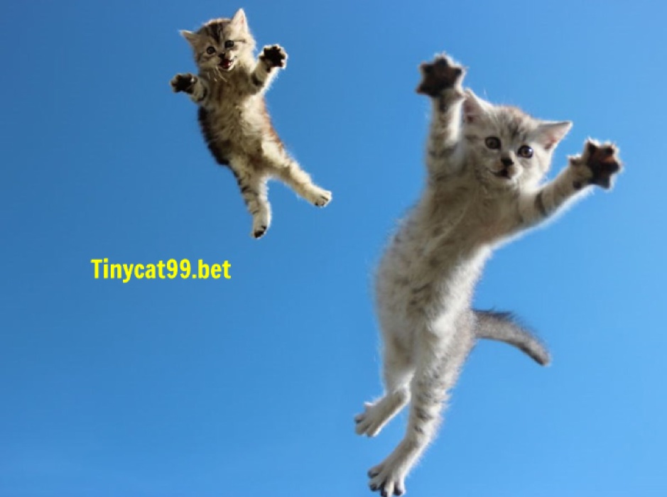 Mơ Thấy Mèo Biết Bay