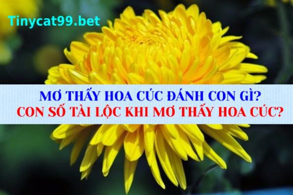 Mơ Thấy Hoa Cúc Đánh Con Gì? Con Số Tài Lộc Khi Mơ Thấy Hoa Cúc