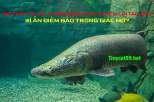 Mơ Thấy Cá Hải Tượng Đánh Con Gì Đem Lại Tài Lộc? Điềm Báo Gì