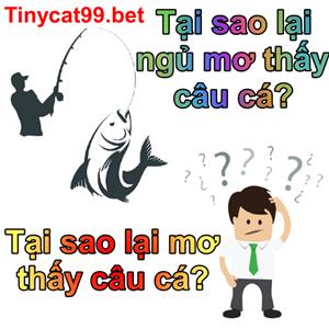 Mơ Thấy Câu Cá Đánh Số Mấy? Bí Ẩn Giấc Mơ Câu Cá