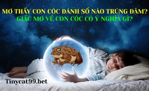 Mơ Thấy Con Cóc Đánh Số Nào Trúng Đậm - Ý Nghĩa Giấc Mơ