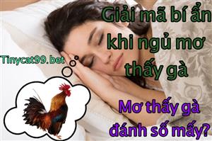 Nằm Mơ Thấy Gà Đánh Con Gì? Mơ Thấy Gà Có Điềm Báo Gì