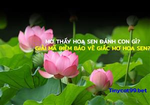 Mơ Thấy Hoa Sen Đánh Con Gì? Giải Mã Điềm Báo Về Giấc Mơ Hoa Sen?