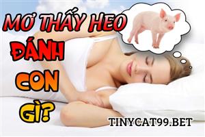Tối Qua Ngủ Mơ Thấy Lợn Đánh Con Gì Bách Phát Bách Trúng
