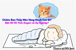 Chiêm Bao Thấy Mèo Vàng Đánh Con Gì? Bật Mí Về Tình Duyên và Sự Nghiệp?