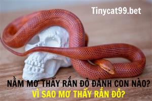Nằm Mơ Thấy Rắn Đỏ Đánh Con Nào? Vì Sao Mơ Thấy Rắn Đỏ?